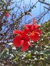 Red coloured hibiscus close-up. Buenos Aires, Argentina.