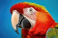 red colourful parrot on blue background, ai generated Royalty Free Stock Photo