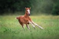 Red colt free run Royalty Free Stock Photo