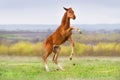 Red colt fun Royalty Free Stock Photo