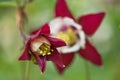 Red columbine flower