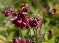 Red flowers in Hermannshof garden Royalty Free Stock Photo