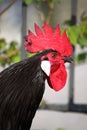 Red Combed Rooster