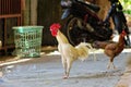 red combed rooster and hen in the yard Royalty Free Stock Photo