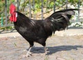 Red Combed Rooster