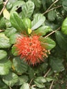 Red combretum erythrophyllum flower in nature garden