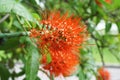 Red combretum erythrophyllum flower