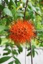 Red combretum erythrophyllum flower