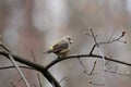 Red common crossbill loxia curvirostra female Royalty Free Stock Photo