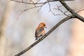 Red common crossbill loxia curvirostra male sitting on branch of bush Royalty Free Stock Photo