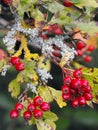 Red Hawthorn berries and lichen