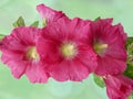 Red common hollyhock