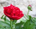 A red common Peony Flower