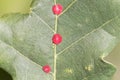 Red common spangle gall of the gall wasp Neuroterus quercusbaccarum Royalty Free Stock Photo