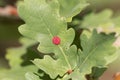 Red common spangle gall of the gall wasp Neuroterus quercusbaccarum Royalty Free Stock Photo