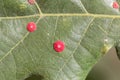 Red common spangle gall of the gall wasp Neuroterus quercusbaccarum Royalty Free Stock Photo