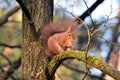 Red or common squirrel eating on a tree branch Royalty Free Stock Photo