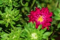 Red common zinnia in a garden surrounded by flowers and greenery under sunlight
