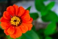 Red common zinnia in a garden surrounded by greenery under sunlight with a blurry background