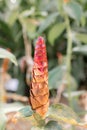 Red cone of red button ginger plant