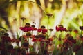 Red Coneflower in summer with bees Royalty Free Stock Photo