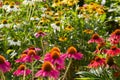 Red Coneflowers Echinacea With Blurry Multicolored Coneflowers In Front And Back