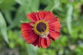 Red Coneflower in summer with bees Royalty Free Stock Photo