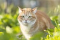 Red confused cat walking on spring nature, funny alarmed pet in green garden grass Royalty Free Stock Photo
