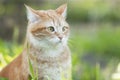 Red confused cat walking on spring nature, funny alarmed pet in green garden grass Royalty Free Stock Photo