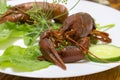Red cooked crayfish on the white plate served with green salad. Royalty Free Stock Photo
