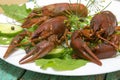 Red cooked crayfish on the white plate served with green salad. Royalty Free Stock Photo