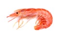 Red cooked prawn or shrimp isolated on white background. Top view