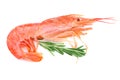 Red cooked prawn or shrimp with rosemary isolated on white background. Top view Royalty Free Stock Photo