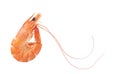 Red cooked prawn or tiger shrimp isolated on white background