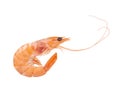 Red cooked prawn or tiger shrimp isolated on white background Royalty Free Stock Photo