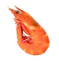 Red cooked or steamed prawn or shrimp isolated on white background with clipping path Royalty Free Stock Photo