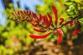 Red Coral Bean Flowers Sonora Desert Musesum Tucson Arizona