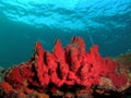 Red Coral Blue Water Royalty Free Stock Photo