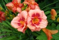 Red and coral colored hemerocallis, daylily Royalty Free Stock Photo