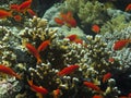 Red coral fishes under water. Royalty Free Stock Photo