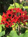 Red coral flower