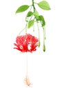 Red Coral Hibiscus, Japanese Lantern Flower with Green Leaves Isolated on White Background Royalty Free Stock Photo