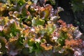 Red coral lettuce Lollo rossa strongly curled leaves loose leaf.