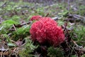 Red Coral Mushroom Royalty Free Stock Photo