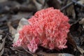 Red Coral Mushroom Royalty Free Stock Photo