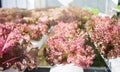 Red coral plants on hydrophonic farm