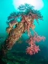 Red coral on shipwreck