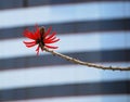 Red Coral Tree Flower