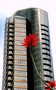 Red coral tree flower and building Royalty Free Stock Photo