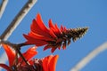 RED CORAL TREE FLOWER CLOSE Royalty Free Stock Photo